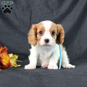 Happy, Cavalier King Charles Spaniel Puppy